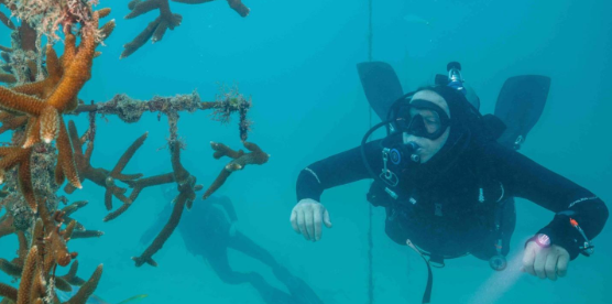 1550054513986772.png D550.png