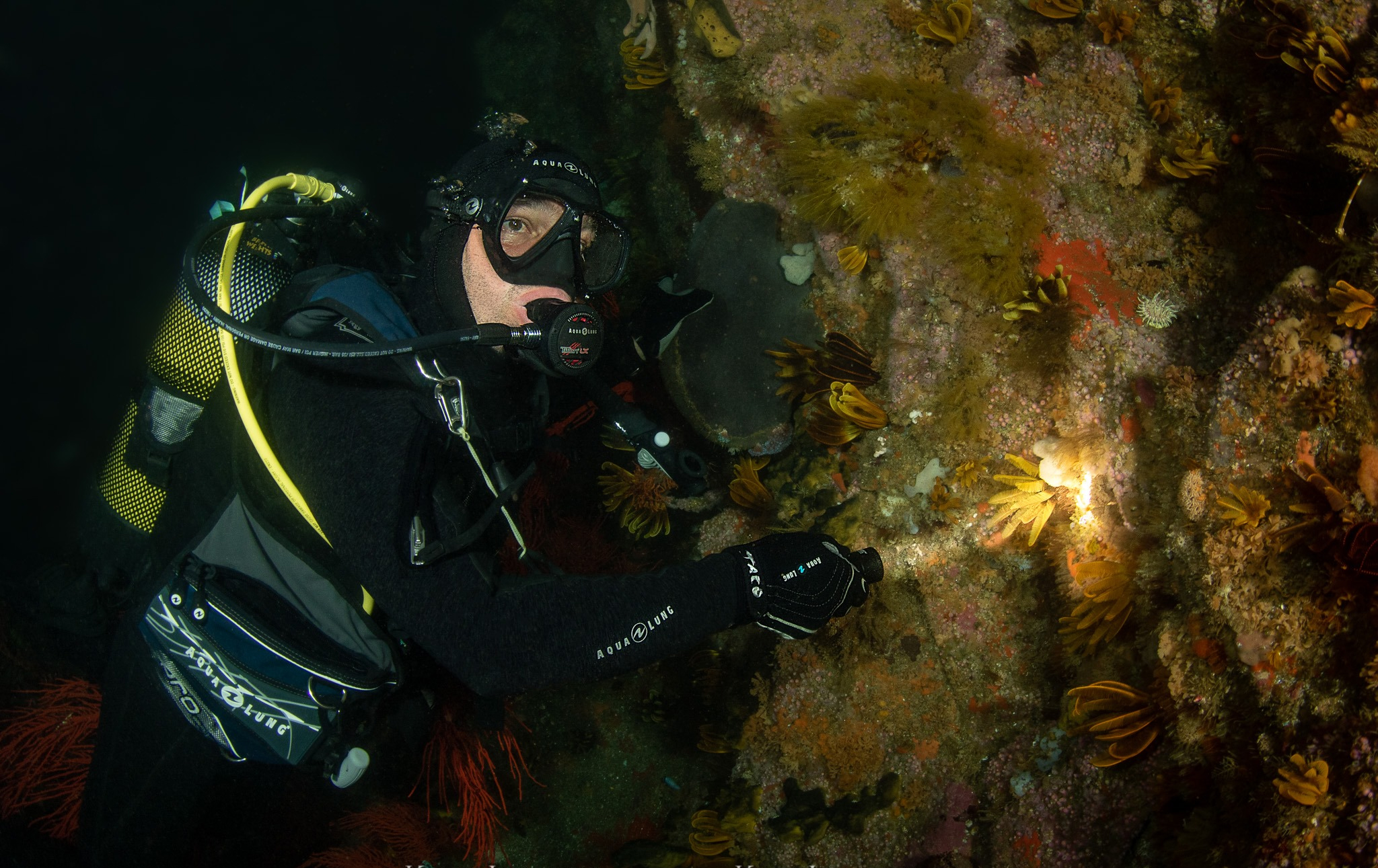潛水燈,潛水手持電筒,OrcaTorch草莓视频官网 潛水(shuǐ)燈,潛水手(shǒu)持電筒,OrcaTorch草莓视频官网(jīng)