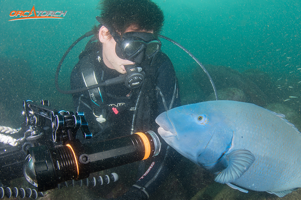 提升戶外潛水的體驗感|OrcaTorch潛水 提升戶外潛水的體驗感|OrcaTorch潛水