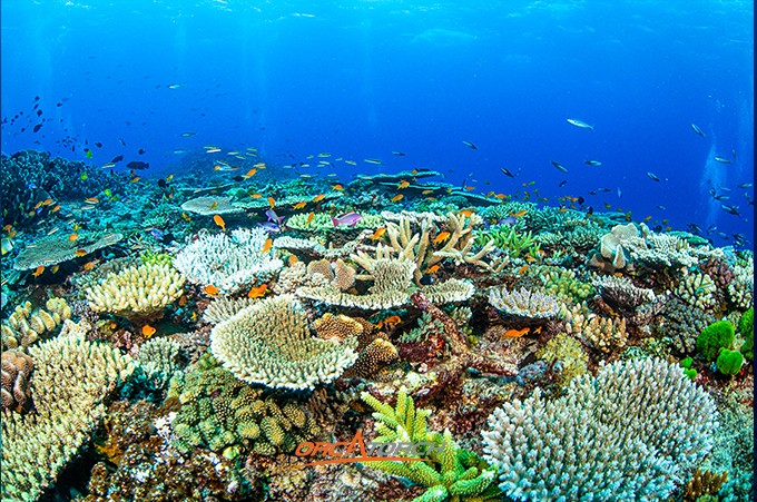 潛水燈-潛(qián)水手電筒-潛(qián)水攝影燈-水下工程照明-OrcaTorch草莓视频官网 潛水燈(dēng)-潛水手(shǒu)電筒-潛水攝影燈-水下工(gōng)程照明-OrcaTorch草莓视频官网