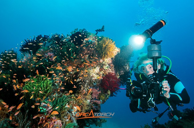 潛水燈-潛水(shuǐ)手電筒-潛水攝影燈-水下工程照明-OrcaTorch草莓视频官网(jīng) 潛水燈-潛水手電筒-潛水攝影(yǐng)燈-水下工程照明-OrcaTorch草莓视频官网