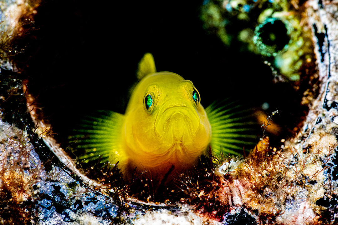 品牌大使|何俊 Fin小河 品牌大使|何俊 Fin小河