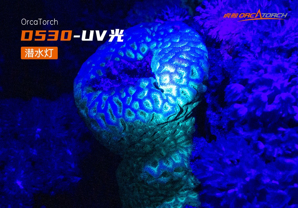 D530 UV 紫外線 潛水攝(shè)影照明_潛水照明_水下攝影照明_潛水攝影補光燈_ 虎(hǔ)鯨OrcaTorch