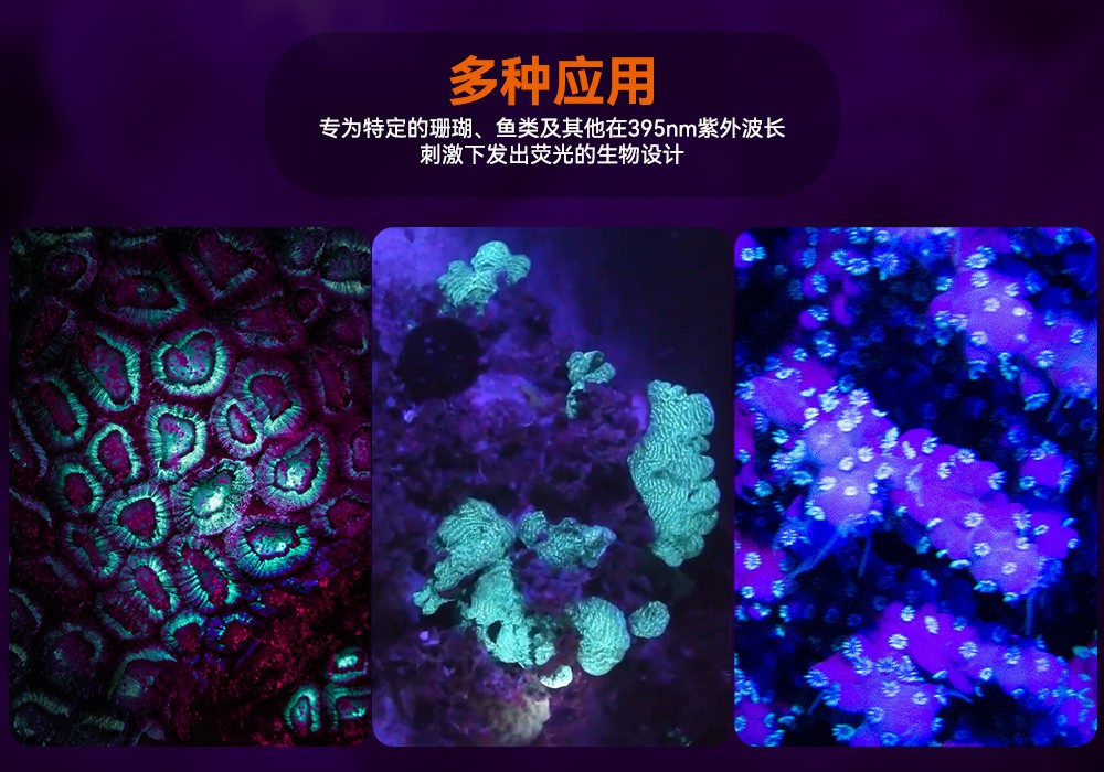 D530 UV 紫外線(xiàn) 潛水攝影照(zhào)明_潛水照明_水下(xià)攝影照(zhào)明_潛(qián)水攝影補光燈_ 虎(hǔ)鯨OrcaTorch
