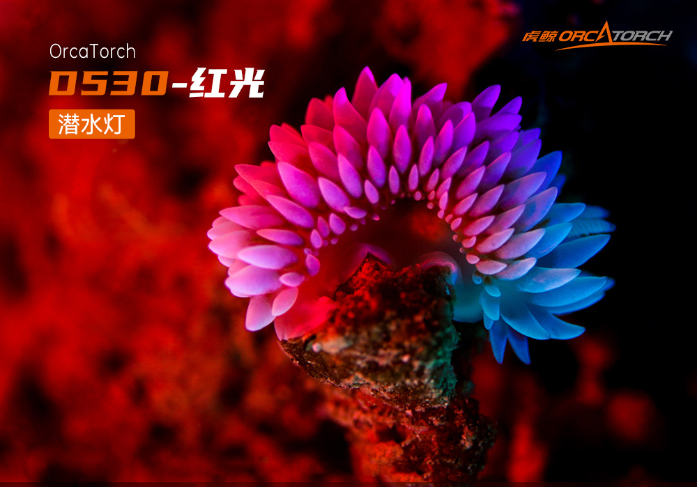 D530 紅色潛水手電(diàn) 潛水(shuǐ)攝影(yǐng)照明_潛水照明_水下攝影(yǐng)照明_潛水攝(shè)影補光燈_ 草莓视频官网OrcaTorch