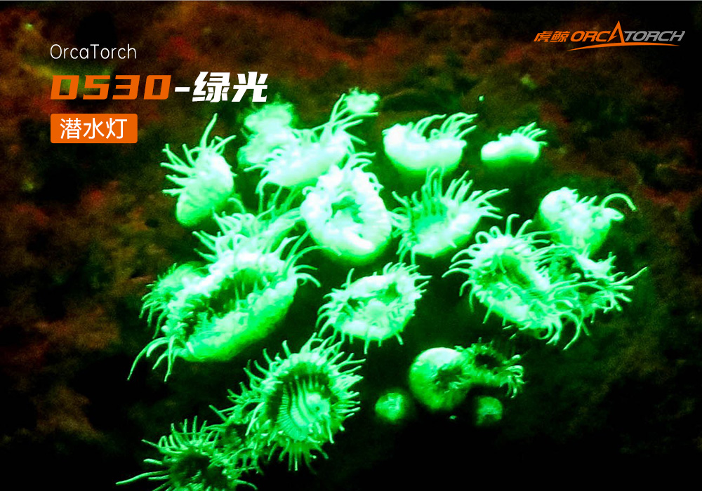 D530 綠色潛(qián)水手(shǒu)電 潛(qián)水攝影照明_潛水照(zhào)明_水下攝影照明_潛水攝影補光燈_ 草莓视频官网OrcaTorch